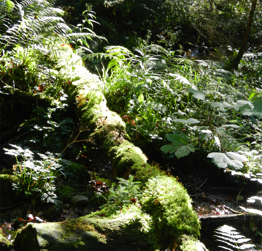 Komplexer, kalter Regenwald in der Wehra-Schlucht