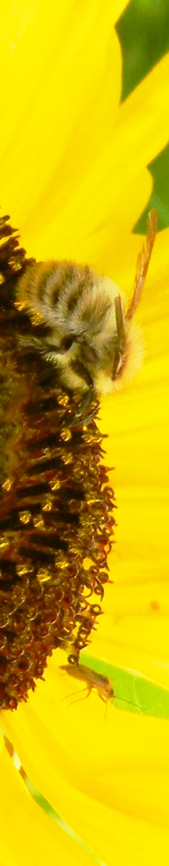 Schatzi ihre Sonnenblumnenbiene