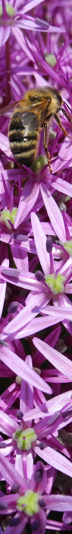 Biene mit violetten Blüten