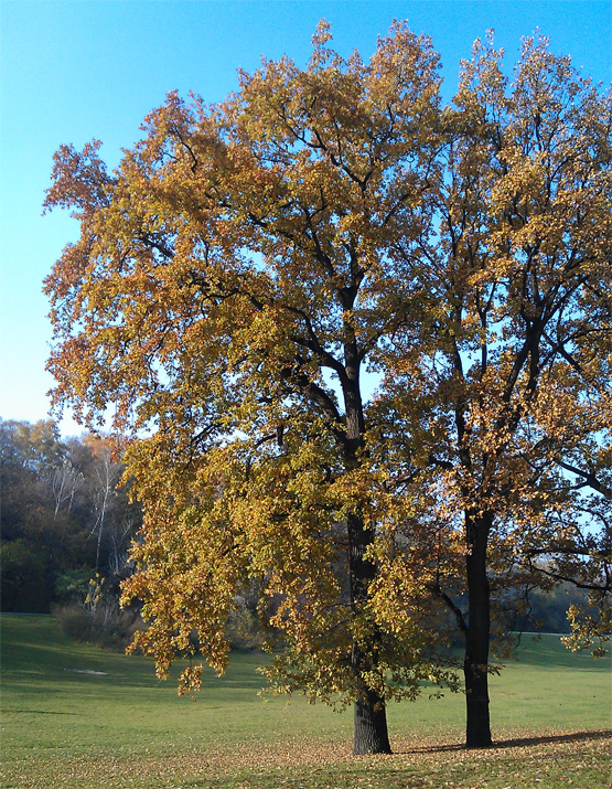 November in der Hasenheide