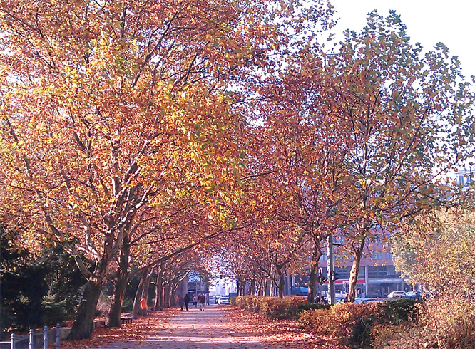 Herbst in der Leipziger Strasse, Berlin