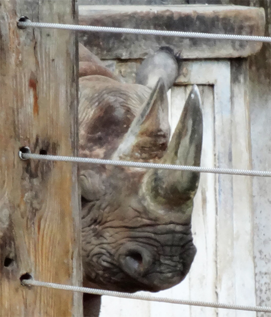 Zoo Leipzig Nashorn