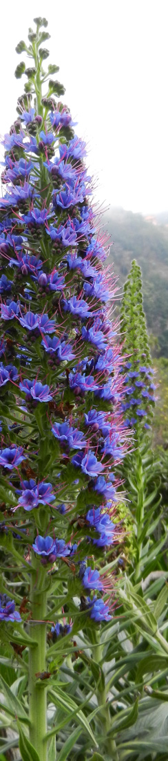 Blüte in Madeira