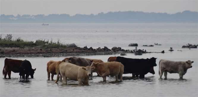 Kühe im Bodden, Hafen von Schaprode