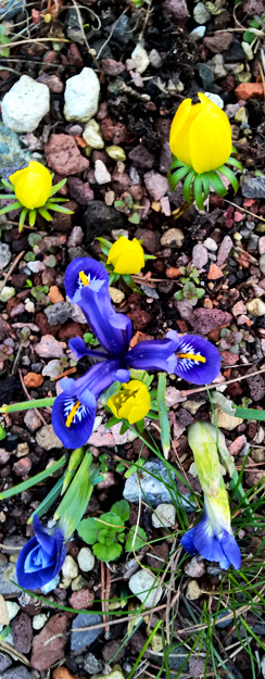 Krokus im Dachgarten von Ricam