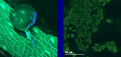 Pseudomonas Bacteria