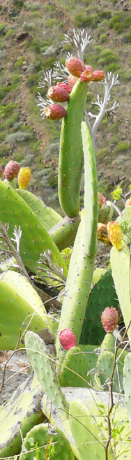 Kaktusfrüchte schmecken wie Kiwi 