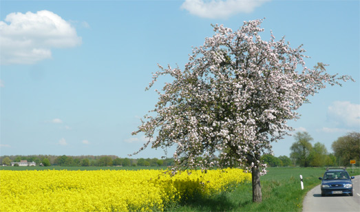 Apfelbaum-Chaussee bei Havelberg/Elbe