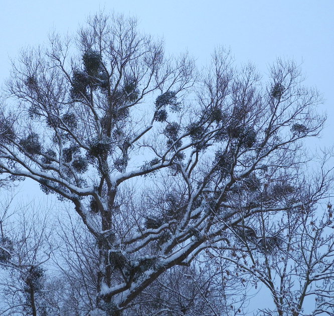 Baum mit Misteln im Winter