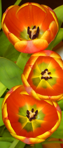 Tulpen